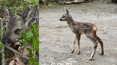 Kazdağları’nda nesli tükenmekte olan yavru karaca görüntülendi