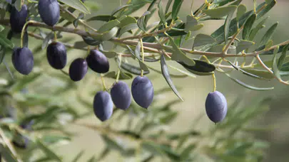Avrasya'nın zeytin stratejileri İzmir’de belirleniyor
