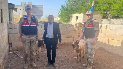 Kilis'te jandarma ekipleri kaybolan koyunları buldu