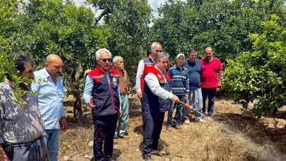 Mersin'de Akdeniz meyve sineğine karşı mücadele