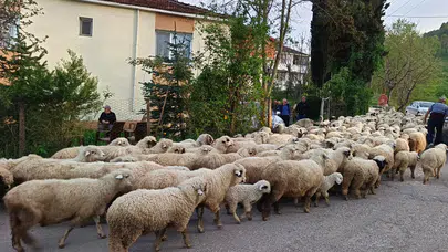 Ordu'da havalar ısındı, yayla göçü başladı