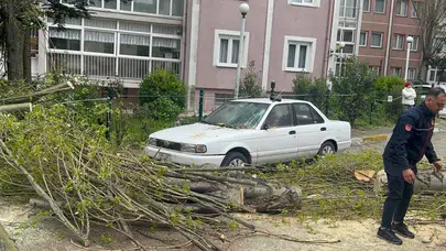 İstanbul'da şiddetli rüzgar : Beylikdüzü'nde ağaç devrildi