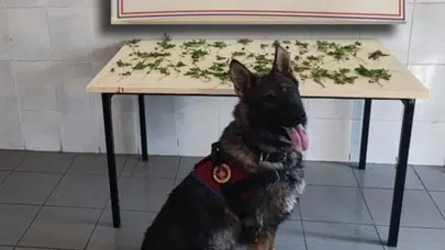 Bolu’da uyuşturucu ve kaçakçılık operasyonu : 7 gözaltı, 3 tutuklama