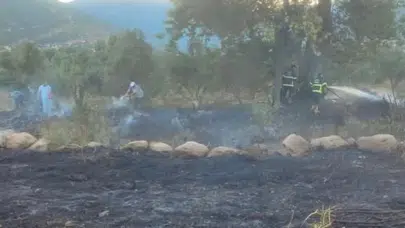 Hatay Hassa'da zeytinlik alan alevlere teslim oldu