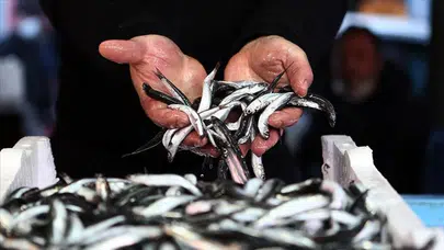 Türkiye’nin hamsi ihracatı 7,3 milyon dolara ulaştı