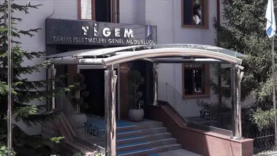 TİGEM 1000 reforme küçükbaş hayvan için ihale açtı