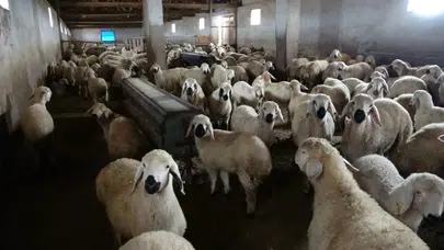 Elazığ'da ağıla giren kurt, 8 koyunu telef etti