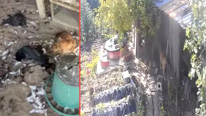 Bursa'da sokak köpekleri kümese girdi : 30 tavuk telef oldu