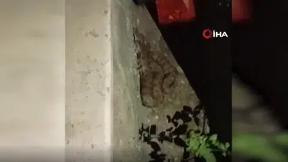 Hatay'da evin bahçesinde 1 buçuk metrelik yılan