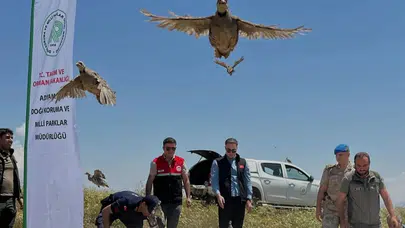 Adıyaman Sincik'te 200 keklik doğaya salındı
