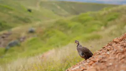 Kırşehir’de doğaya 900 kınalı keklik salındı