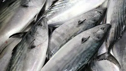 Karabük Eflani’de yaklaşık 11 kilo ağırlığında turna balığı yakalandı