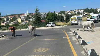 Tekirdağ'da başıboş atlar mahalle sakinlerini tedirgin etti