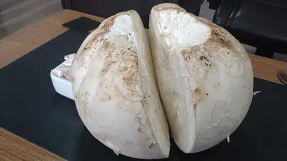 Erzincan'da futbol topu büyüklüğünde mantar bulundu