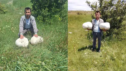 Sivas'ta 20 kiloluk dev mantar bulundu