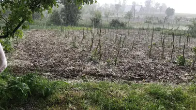 Bursa'da dolu yağışı tarım arazilerine zarar verdi