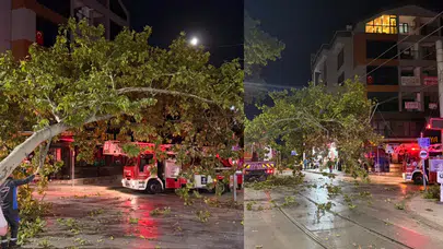 Kocaeli İzmit'te tramvay hattına dal düştü, seferler gecikti