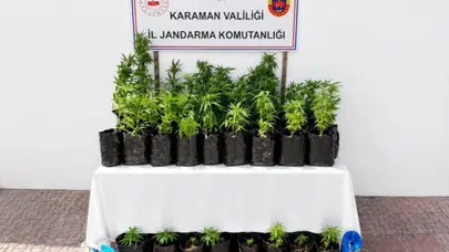 Karaman'da huzur ve güven uygulaması : 2 bin kök kenevir ele geçirildi