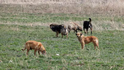 Şanlıurfa'da 8 yaşındaki çocuk sahipsiz köpeklerin saldırısına uğradı