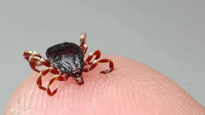 Tokat'ta 5 kişiye KKKA hastalığı teşhisi konuldu