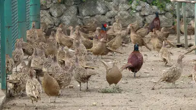 Kene ve kahverengi kokarca ile mücadelede 51 bin keklik ve sülünler doğaya salınacak