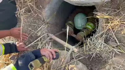 Hatay'da su kuyusuna düşen koyunları itfaiye ekipleri kurtardı
