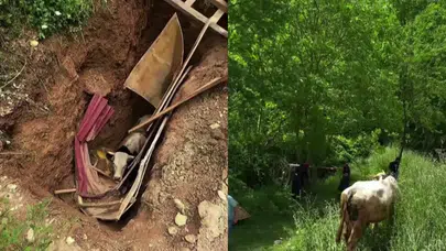Kocaeli'de büyükbaş hayvan definecilerin kazdığı kuyuya düştü