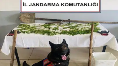 Bolu'da kaçakçılık : Evinde kenevir yetiştiren şahıs tutuklandı
