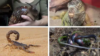 İstanbul’da egzotik hayvan operasyonu : Evden tarantula, yılan ve iguana çıktı