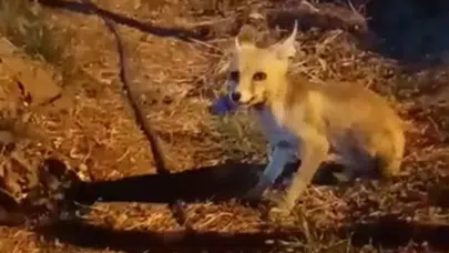 Çankırı'da aç kalan tilkiye vatandaşlardan ikram