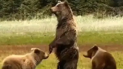 Bolu'da anne ayı ve 2 yavrusu kameralarda