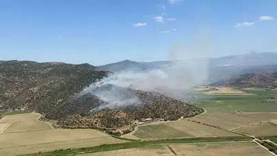 Aydın'da zeytinlik alanda yangın çıktı