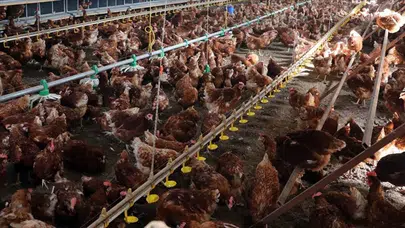 Tavuk eti üretimi nisan ayında 236 bin tonu aştı