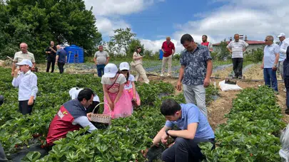 Samsun'da yayla çileği hasadı gerçekleştirildi