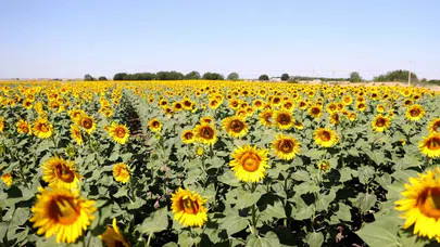 Kırklareli'de ayçiçek tarlalarında görsel şölen