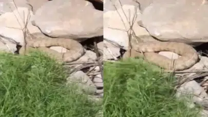 Hakkari'de 2 bin 700 rakımda koca engerek yılanı görüntülendi