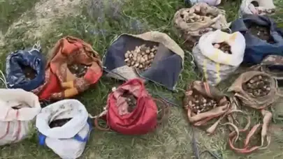Çankırı'da izinsiz salep toplayan 10 kişiye 6 milyon TL ceza yazıldı