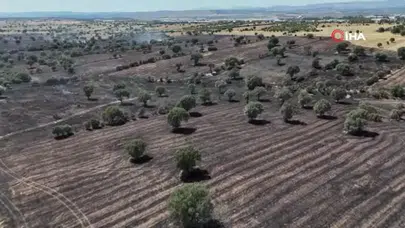 Uşak'ta tarım arazi yandı : 600 dekar ekili alan zarar gördü
