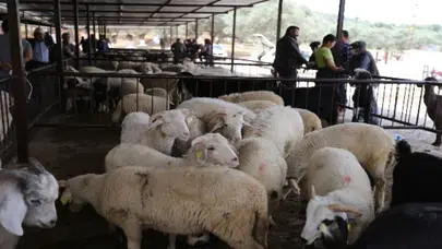 Tokat Erbaa'da koyun çiçek hastalığı : Hayvan Pazarı kapatıldı