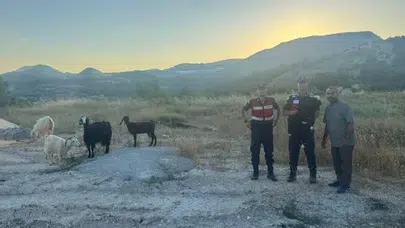 Bilecik'te kayıp 9 hayvan jandarma tarafından bulundu