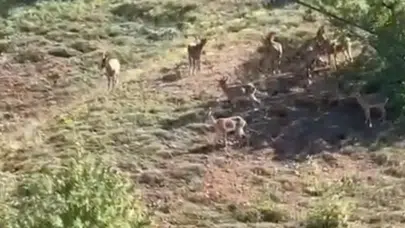 Elazığ'da koruma altındaki dağ keçileri görüntülendi