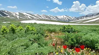 Van'da akarsular coştu, yaylalarda çiçek açtı