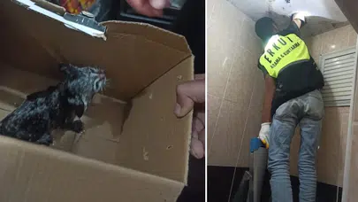Siirt'te lavabo borusuna sıkışan yavru kedi kurtarıldı