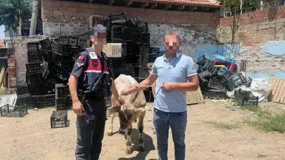 Aydın İncirliova'da bir ahırda büyükbaş hayvan çalındı