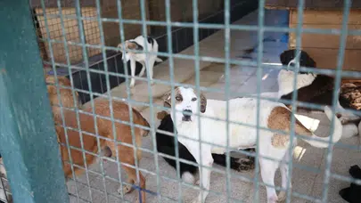 Karabük’te sahipsiz köpekler için 42 bin dönümlük modern barınak açıldı