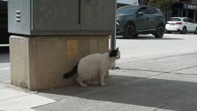 Burdur'da köpeğine saldıran kediye tekme attı
