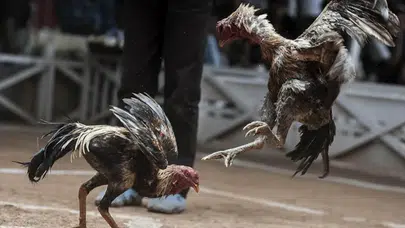 Artvin'de horoz dövüşü : 508 bin TL ceza kesildi