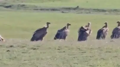 Van Özalp'te kızıl akbaba sürüsü görüntülendi