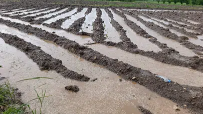 Malatya'da dolu yağışı : Tarım arazileri sular altında kaldı