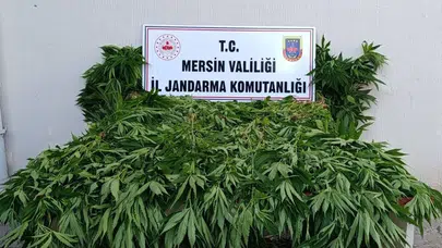 Mersin Bozyazı'da ormanlık alanda kenevir yetiştiren 2 şüpheli suçüstü yakalandı